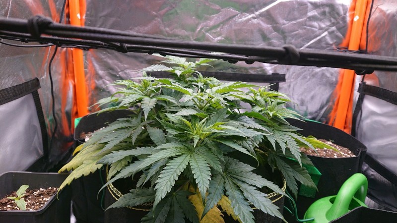 obscura1620662769397