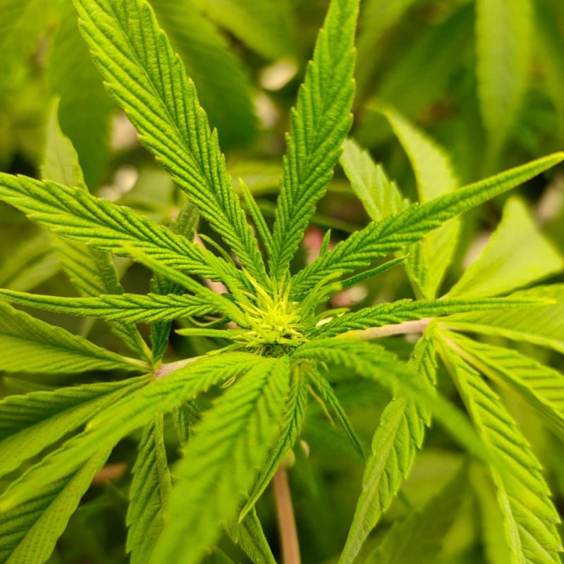 IMG_20210505_052312_639