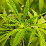 IMG_20210505_052312_639