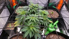 obscura1620735743916