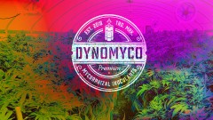 mn dynomtco benetton