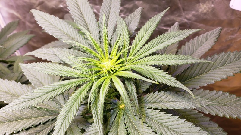 16207790465144742505517892471994