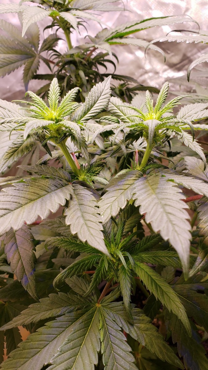 16207791609446733536066700599757