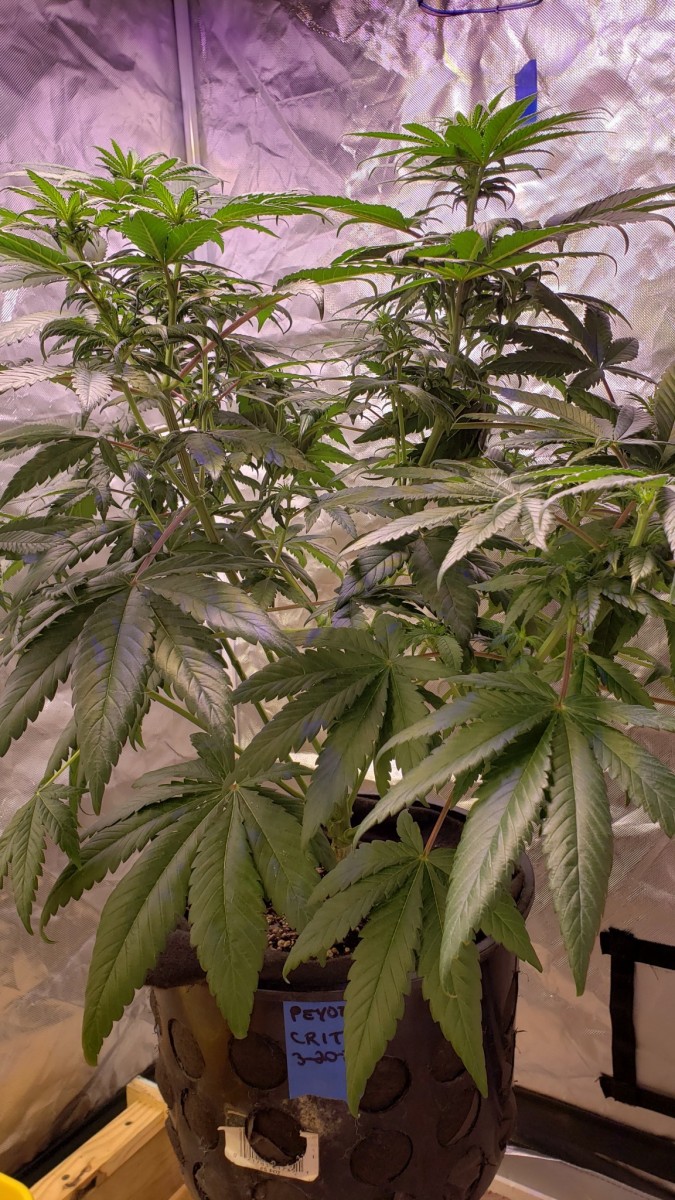 16207792488837660204796225818261