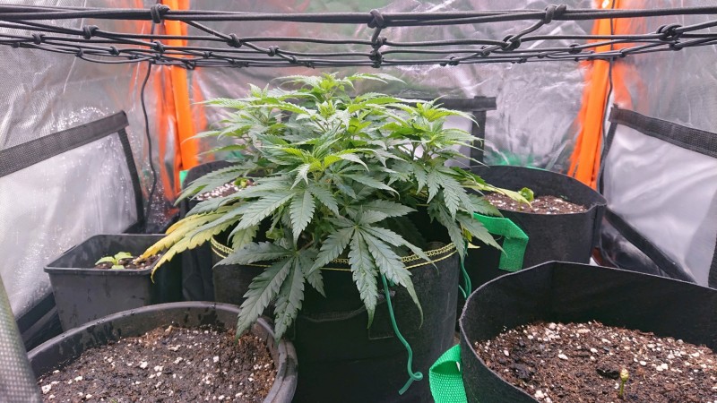 obscura1620824617005