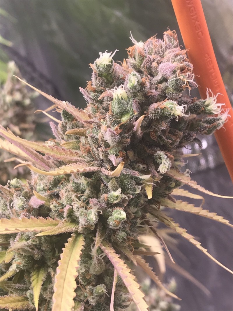 F7028F4D-B1E8-4142-BFBA-E83D050B17A7