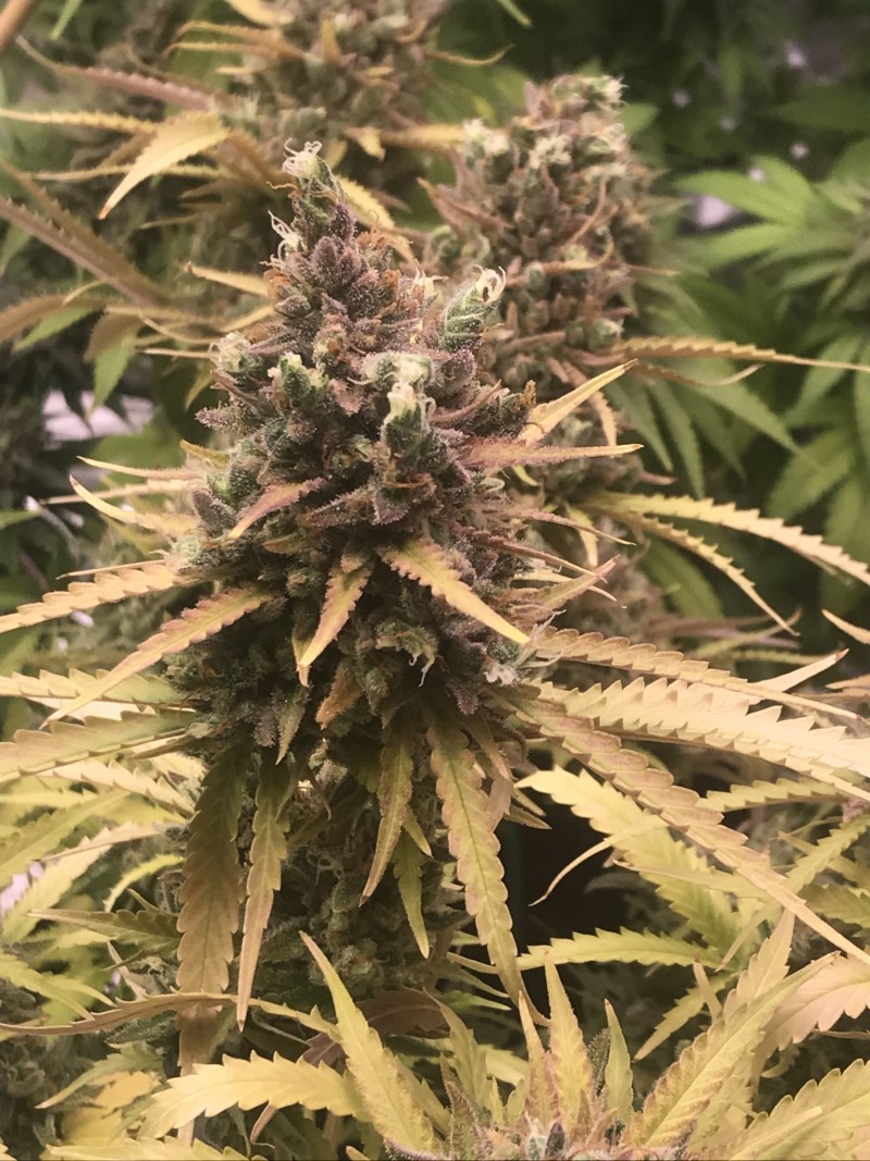 8CE42DD2-1B17-4CE0-899A-8B81F72DC670