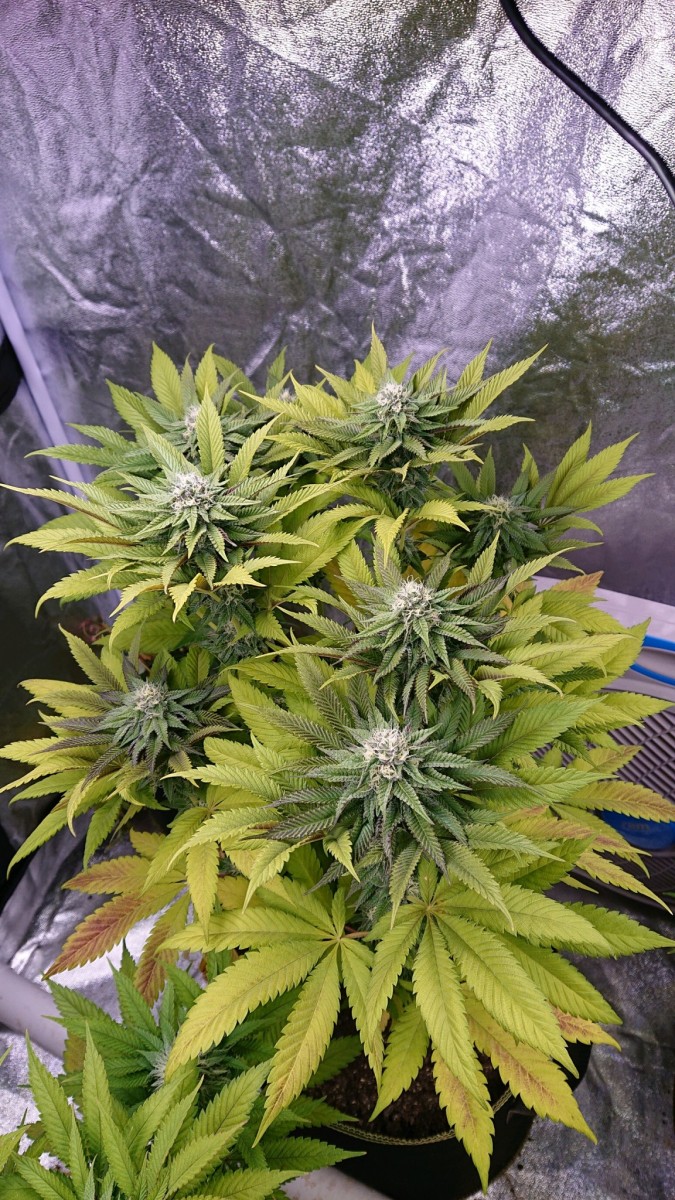 obscura1620853696377