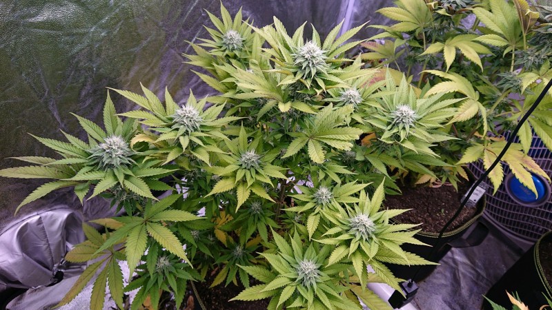 obscura1620853713898