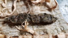 16208681769312715035587462565548