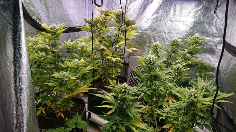 obscura1620997786784