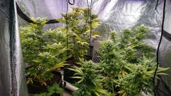 obscura1620997786784