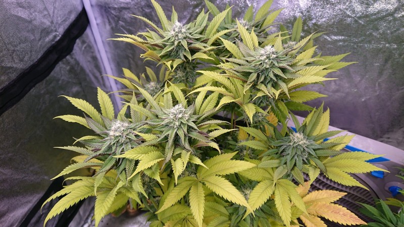 obscura1621011184631