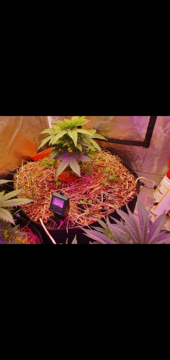 Screenshot_20210514-192655_Gallery