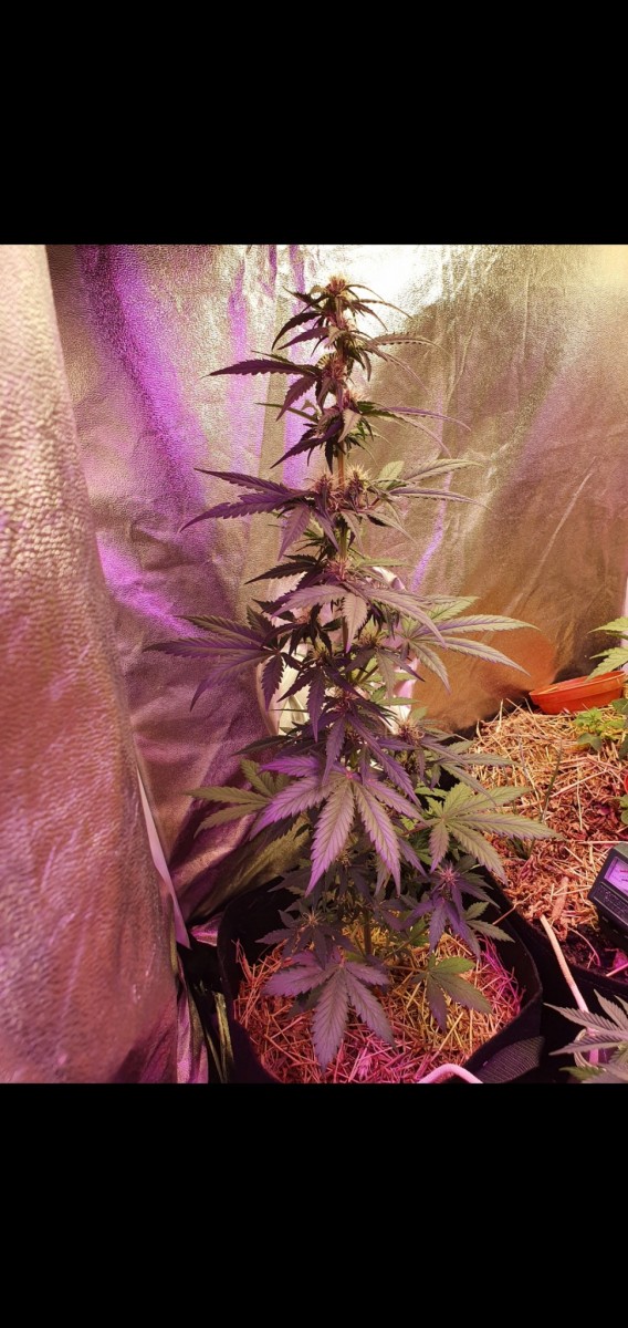 Screenshot_20210514-192705_Gallery