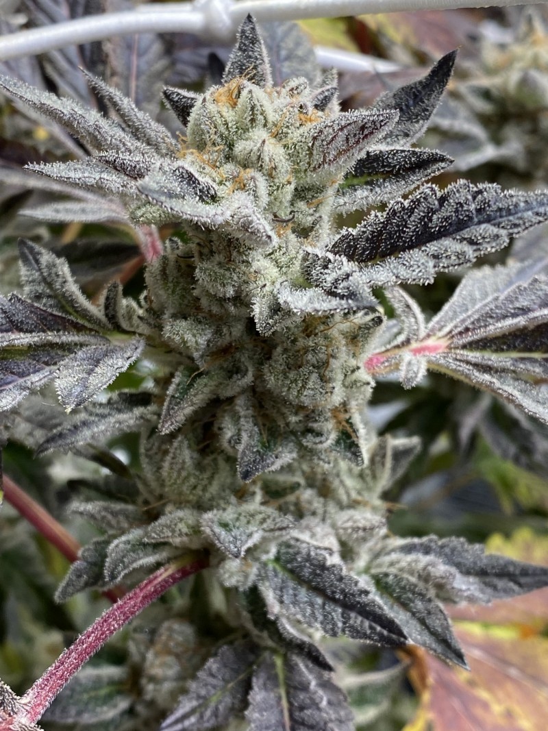 D879D5E6-B153-4289-A34E-40A5FA0F51A7