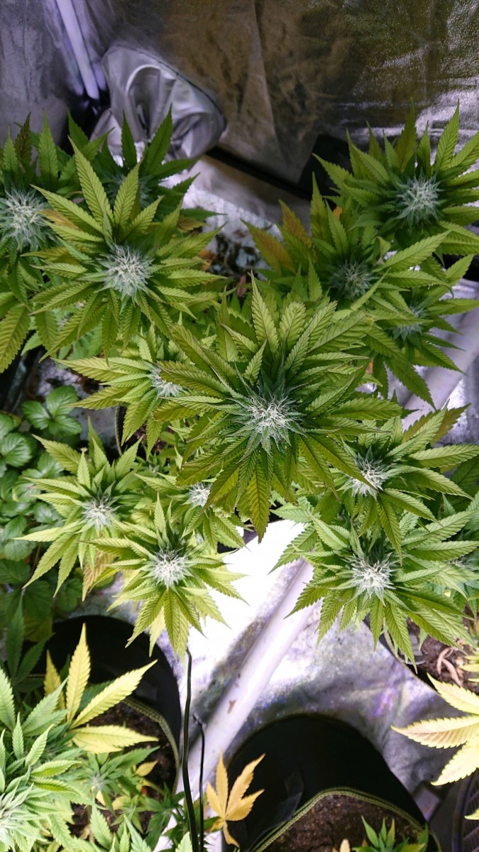 obscura1621019974711