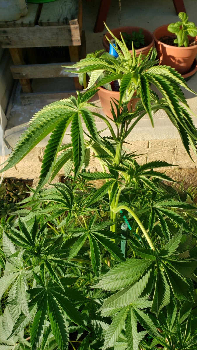 16210323327284735824913553173492