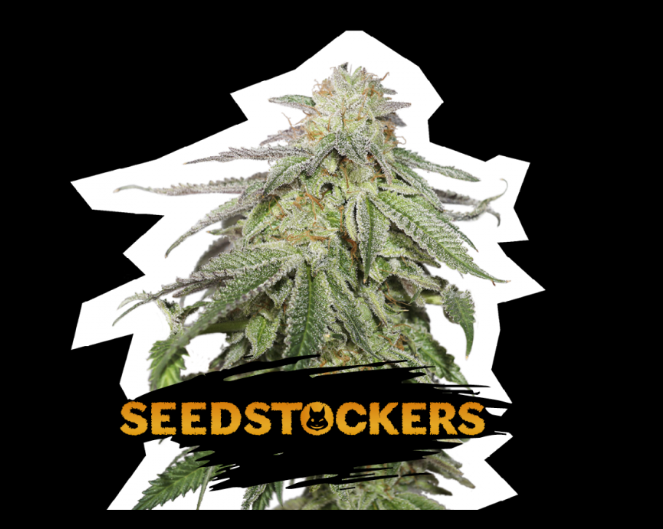 Screenshot 2021-05-15 09.38.23