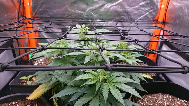 obscura1621020168380