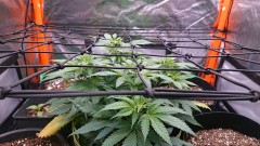 obscura1621020168380