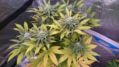 obscura1621176650808