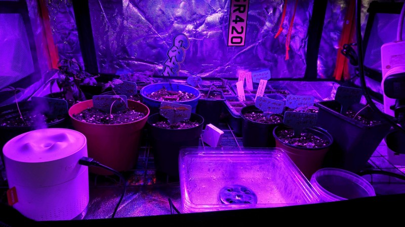 obscura1621190265258