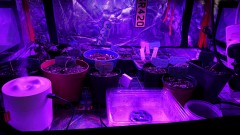 obscura1621190265258