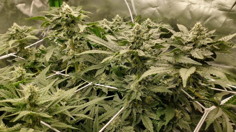 IMG_20210517_085039033_HDR