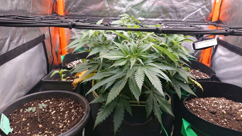 obscura1621268852115