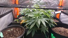 obscura1621268852115