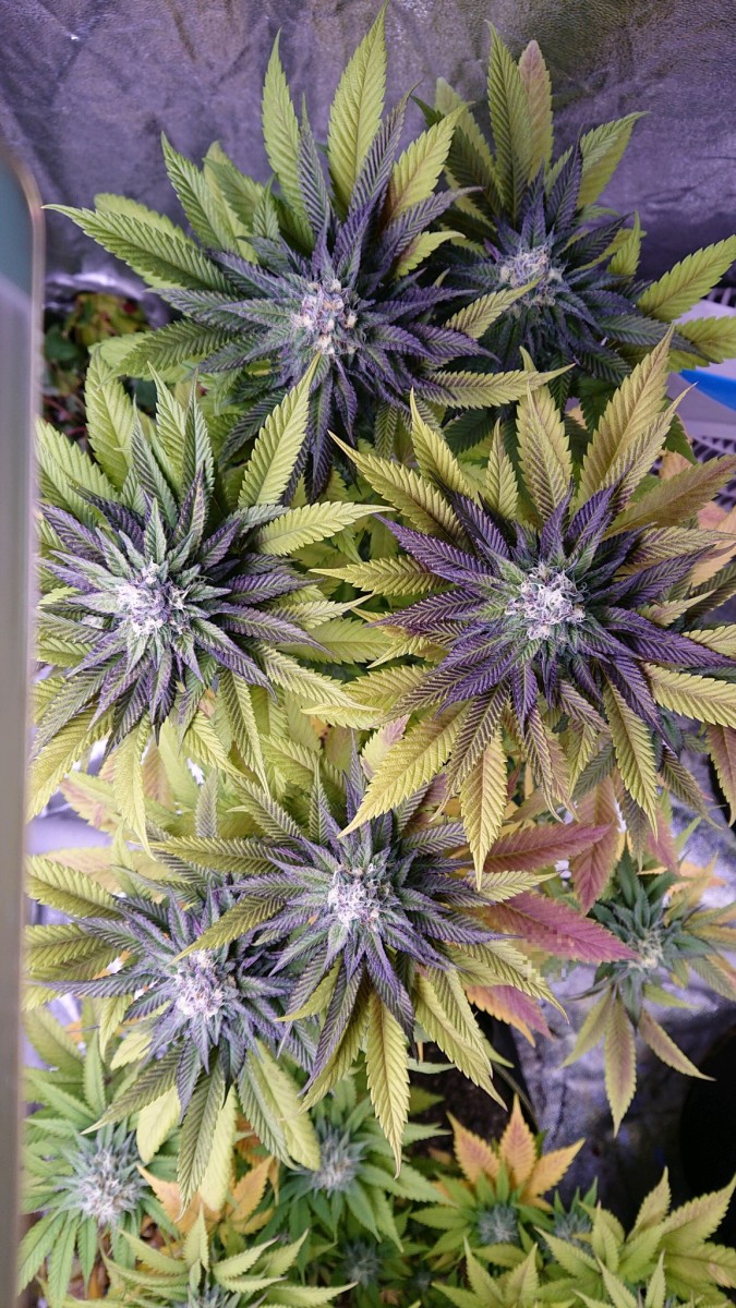 obscura1621340391195