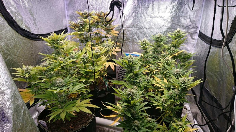 obscura1621340348610