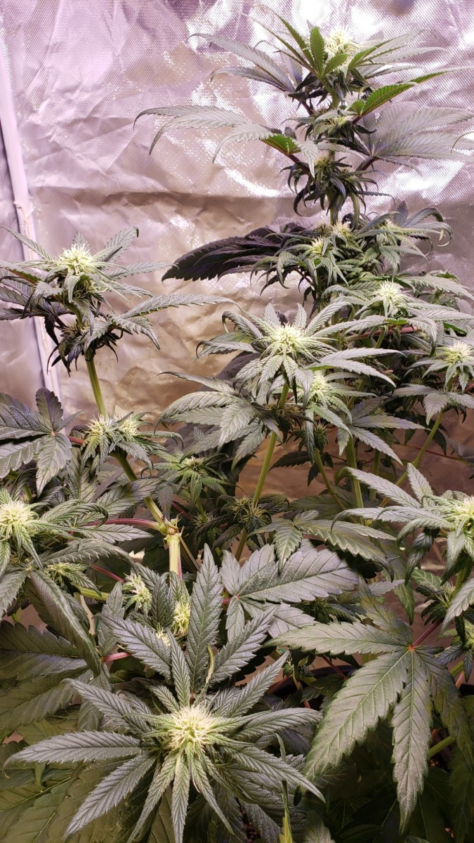 1621371441953439166760209741391