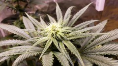 16213714960189093492995052745109