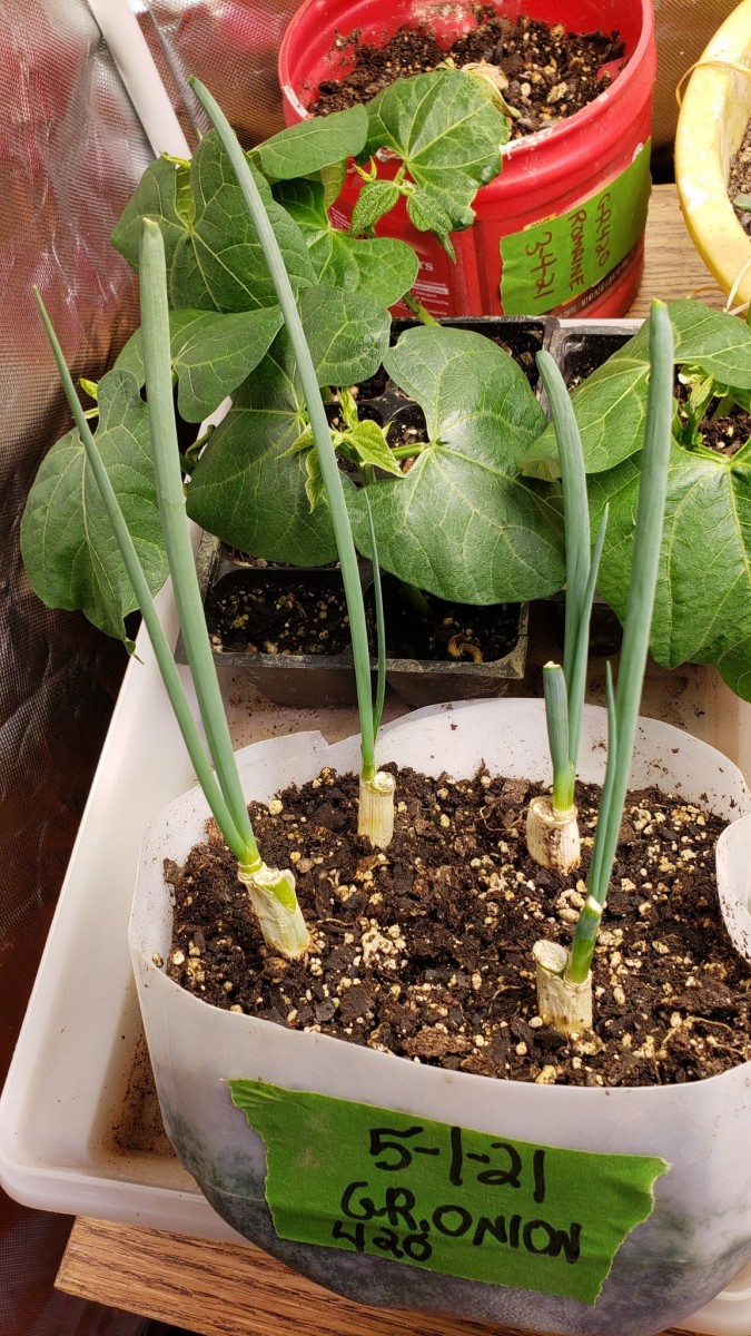 16213715508083376285858590971925