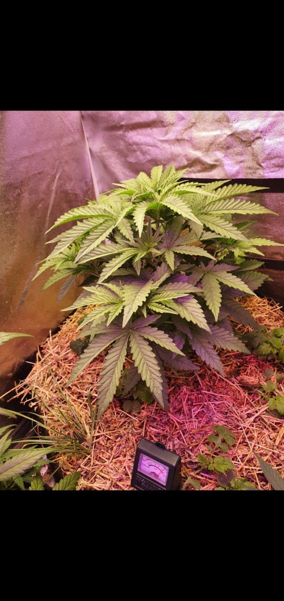 Screenshot_20210518-215426_Gallery