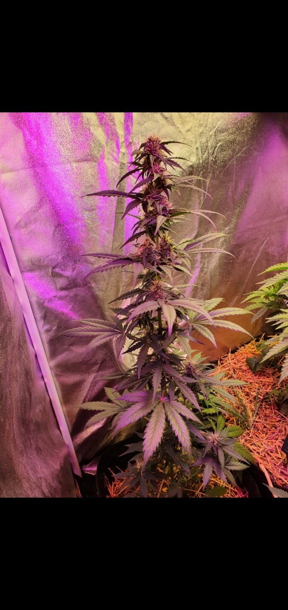 Screenshot_20210518-215421_Gallery