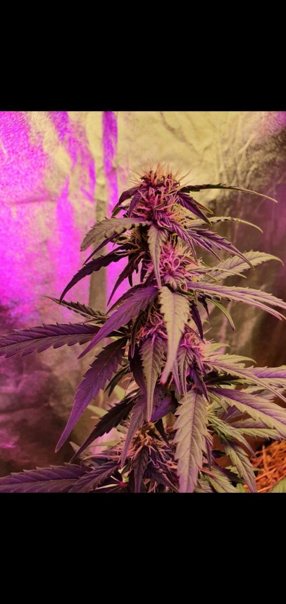 Screenshot_20210518-215415_Gallery