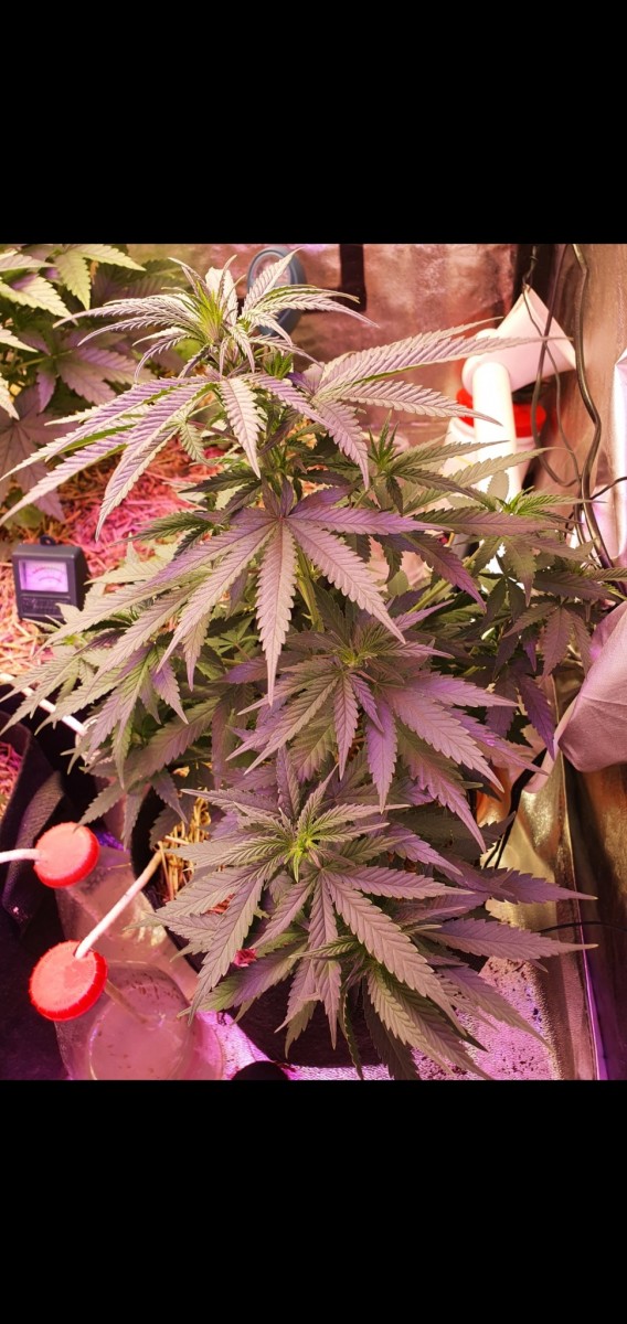 Screenshot_20210518-215407_Gallery