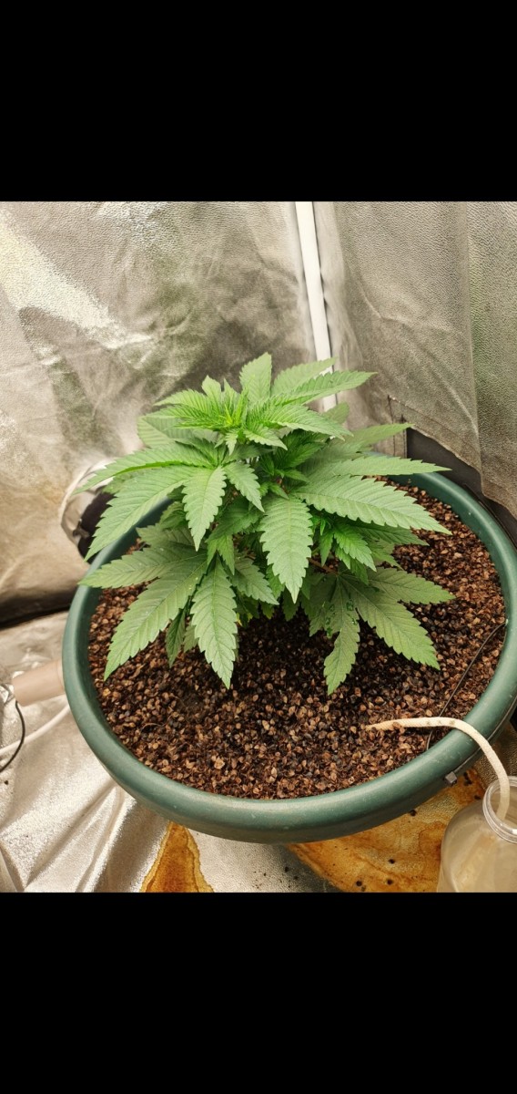 Screenshot_20210518-215401_Gallery