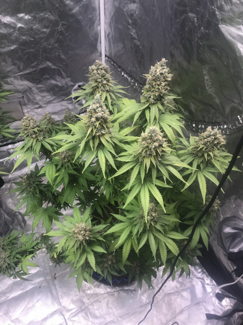 27798D0E-E2B7-4D9A-8E8A-9F6161A1337D