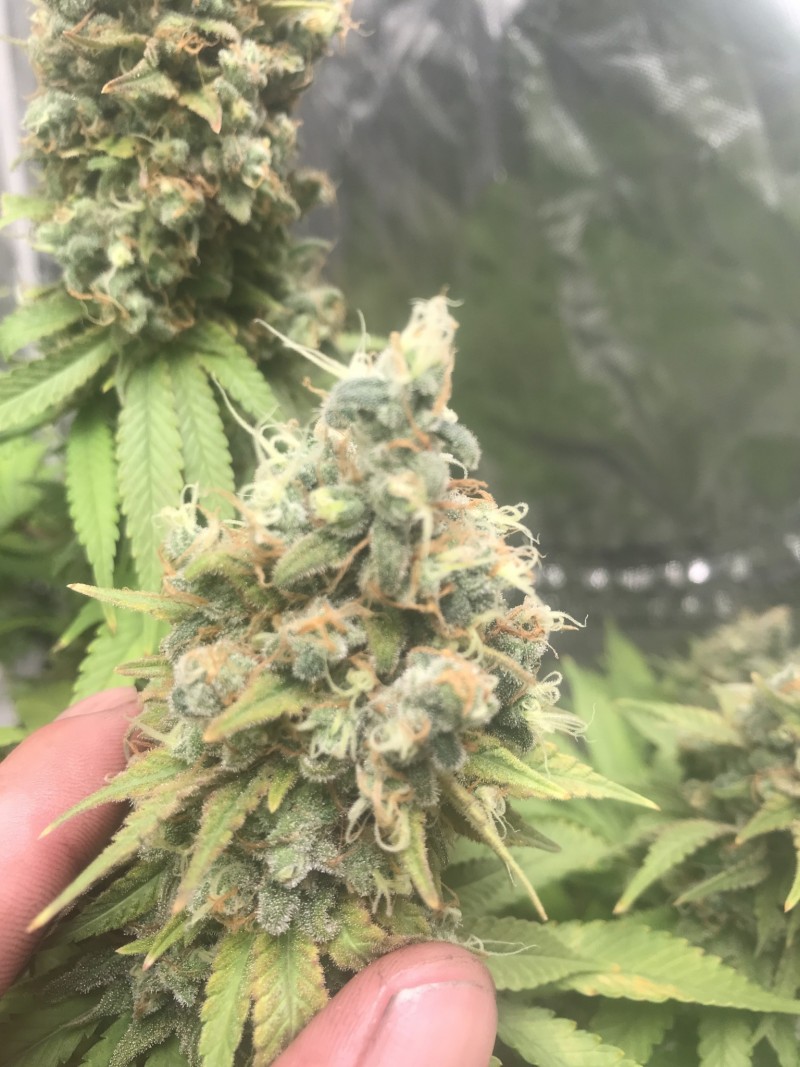 4EAC1255-73AC-49ED-8E50-BCCA739A330A