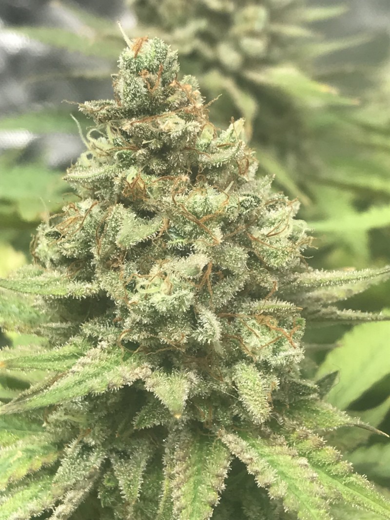 AC1512FE-ECC5-4155-B666-8A314BF42E4D