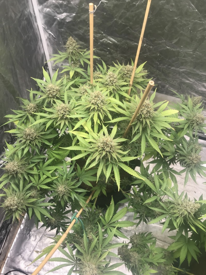 90B4E12D-1CD8-46EE-95FA-A5A6CD2C0C6A