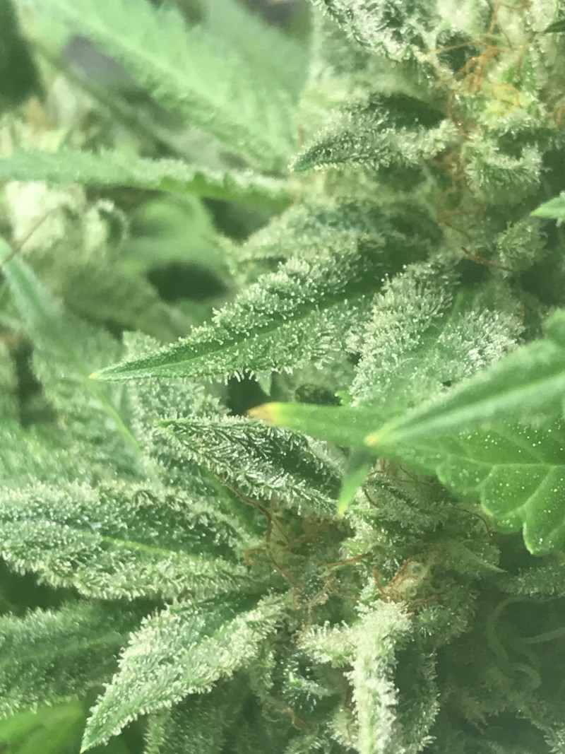 2D03E548-6FBC-4F0A-8D54-FC6CEBE86BA8