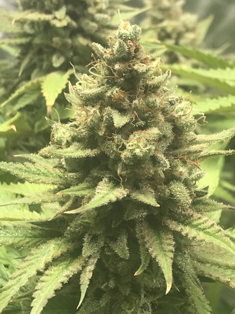 0551F29A-B315-42FA-8E7B-022F15898FB0