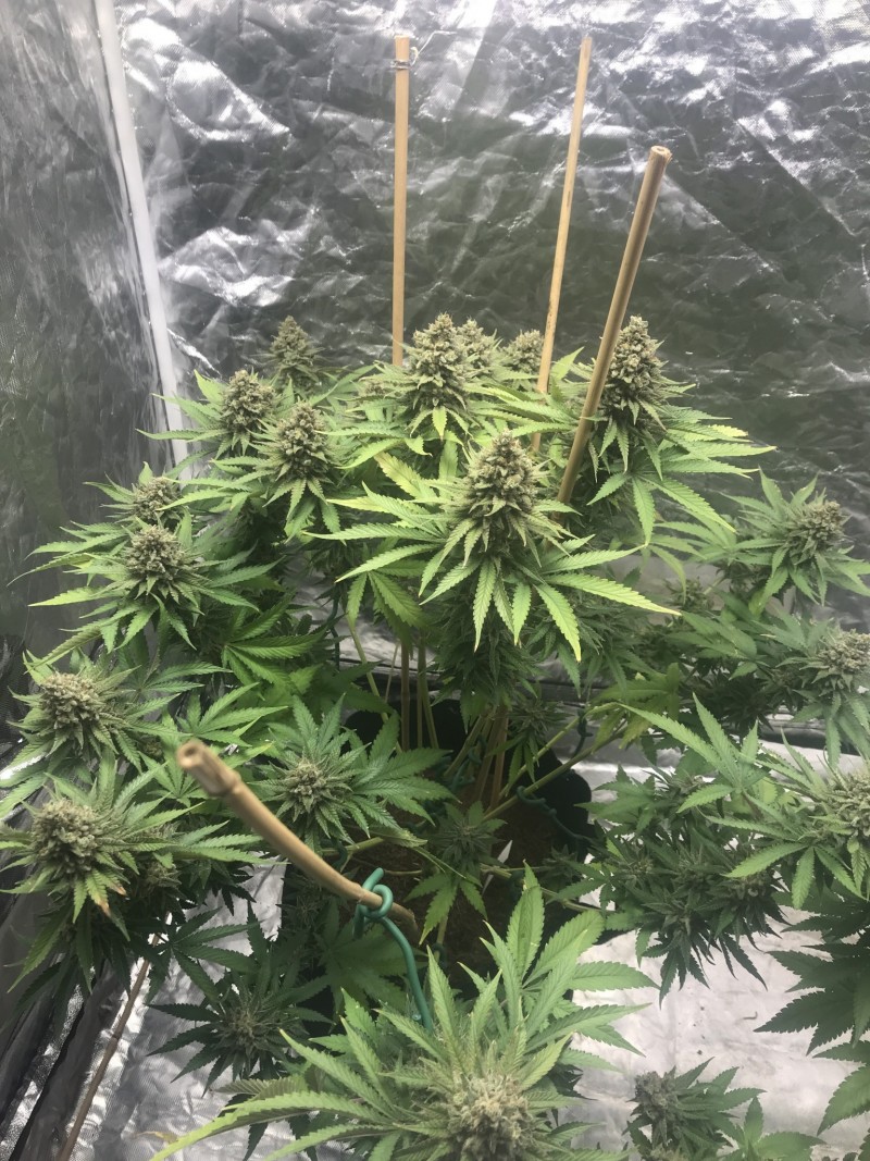 E417F7B3-AC22-4CC8-A5A6-43F45950BB96