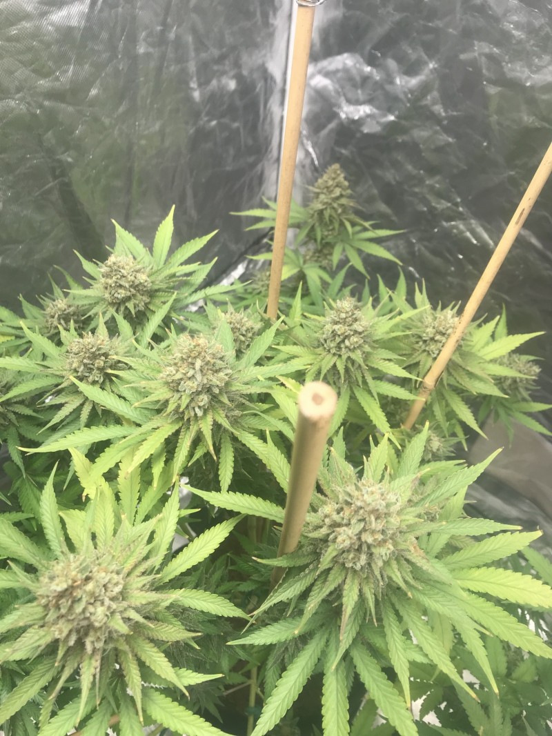 7F4BA54A-21E8-4FD6-A16D-595BFA1F517E