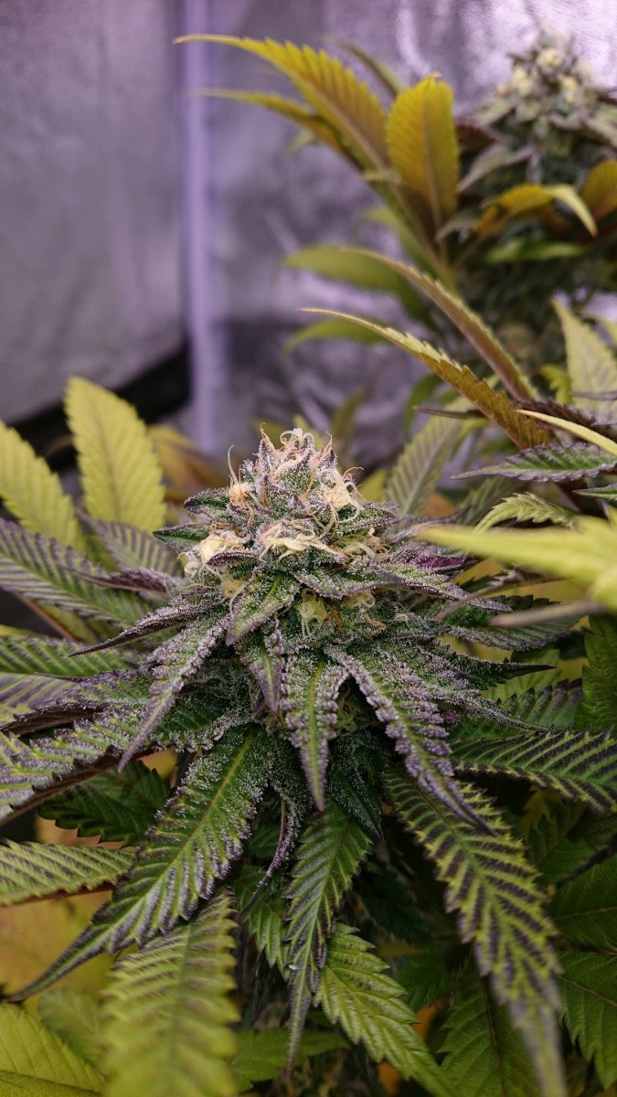 obscura1621433183588